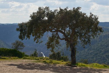 Pulo do Lobo Şelalesi 'ndeki güzel zeytin ağacı Mertola Alentejo, Portekiz' de nehir guadiana ile birlikte.