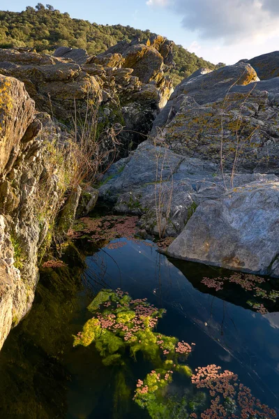 Estanque Natural Con Plantas Agua Verde Roja Medio Hermosas Rocas — Foto de Stock
