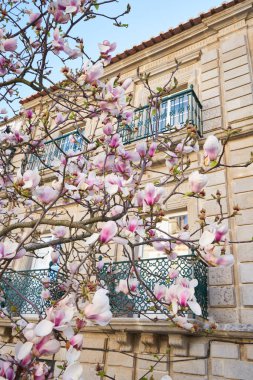 Portekiz, Castelo de Vide 'da sarı antika tarihi binalı güzel pembe çiçekler.