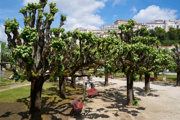 Manuel Braga Park Coimbra Portugal — Stock Photo, Image