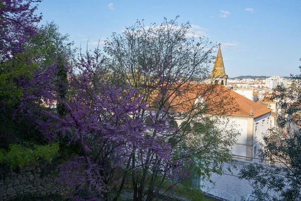 Hermoso Árbol Hojas Rosas Ciudad Tomar Portugal —  Fotos de Stock