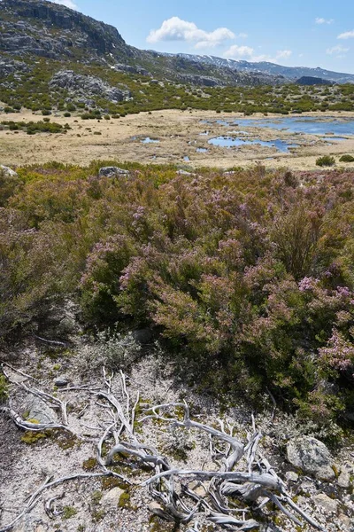 Paisagem Lago Lagoa Seca Lagoa Serra Estrela Portugal — Fotografia de Stock