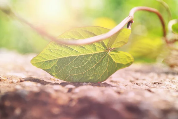 Grüne Blätter im warmen Sonnenlicht — Stockfoto