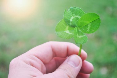 Sıcak güneş ışığında yeşil yapraklar