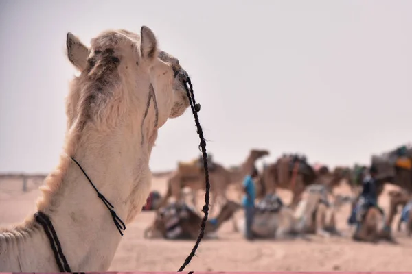 Camellos del Medio Oriente en un desierto. África, desierto del Sahara con ca —  Fotos de Stock
