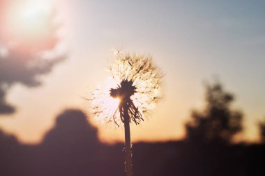 çiçekleri gündoğumu