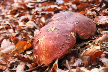 sonbahar ormanda büyüyen mantar