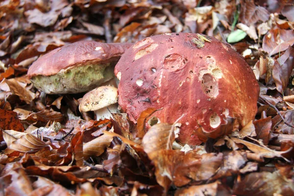 Setas que crecen en el bosque de otoño — Foto de Stock