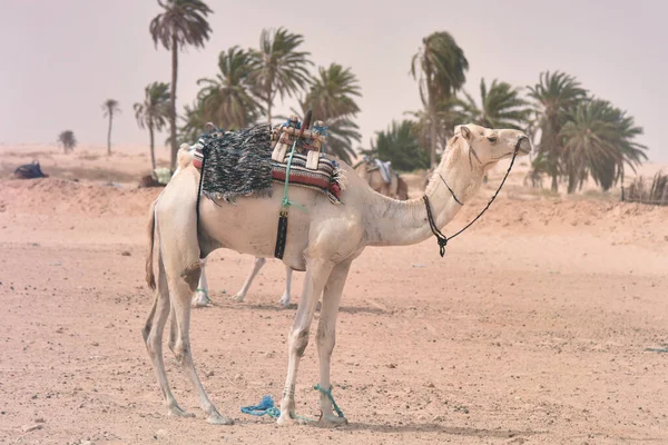 Des chameaux du Moyen-Orient dans un désert. Afrique, désert du Sahara avec ca — Photo