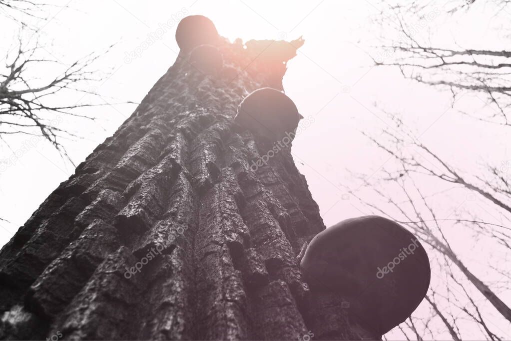 Forest trees. nature green wood sunlight backgrounds