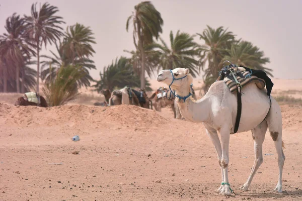 Cammelli mediorientali in un deserto. Africa, deserto del Sahara con ca — Foto Stock