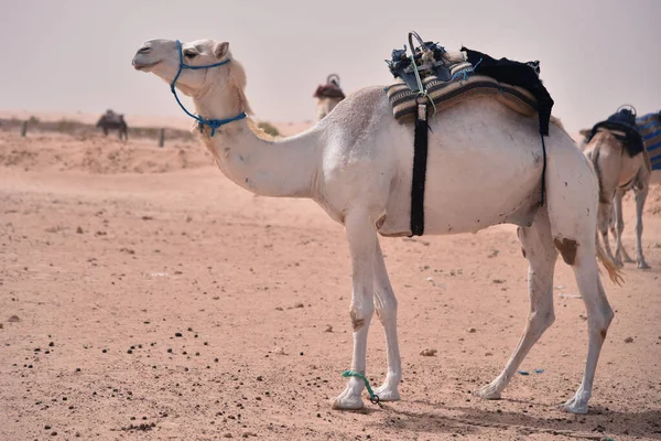 Μεσανατολικές καμήλες σε μια έρημο. Αφρική, Σαχάρα Έρημος με ca — Φωτογραφία Αρχείου