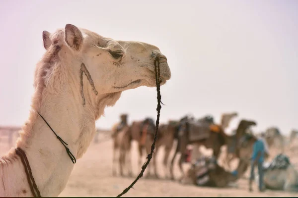 Cammelli mediorientali in un deserto. Africa, deserto del Sahara con ca — Foto Stock