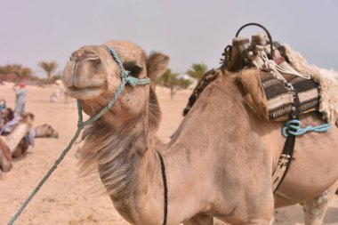 Middle eastern camel in a desert. Africa, Sahara Desert with cam