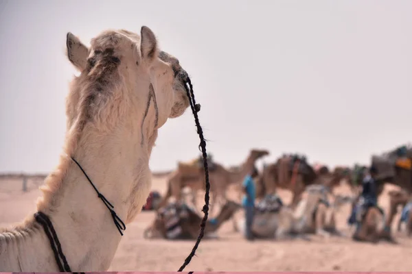 Bliskowschodnie wielbłądy na pustyni. Afryka, pustynia Sahara z ok. — Zdjęcie stockowe