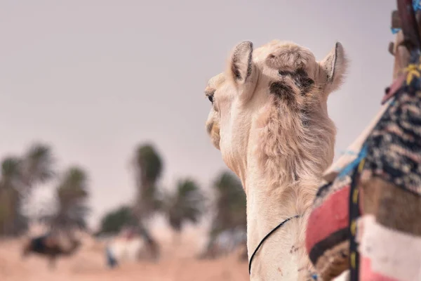 Camelos do Médio Oriente num deserto. África, deserto do Saara com ca — Fotografia de Stock