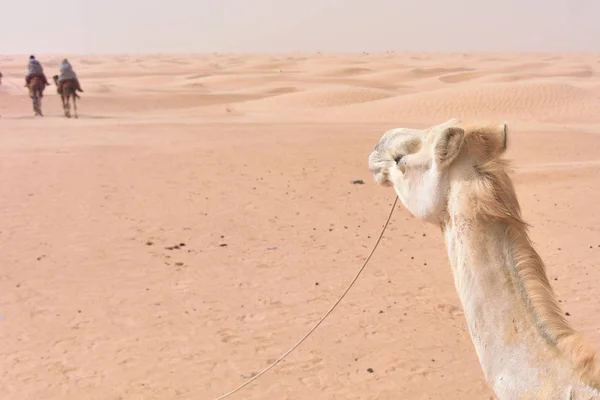 Beduini w tradycyjnych ubraniach ujeżdżający wielbłądy na pustyni Sahara, — Zdjęcie stockowe