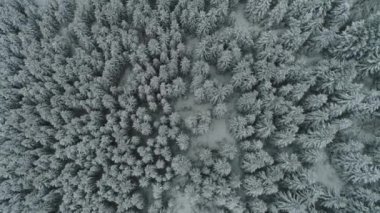 Drone 'un fotoğrafı karla kaplı ağaçlar, kış doğası güzel Avrupa