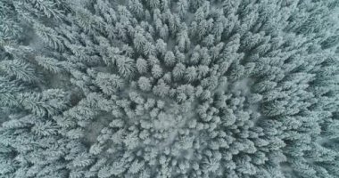 Drone 'un fotoğrafı karla kaplı ağaçlar, kış doğası güzel Avrupa