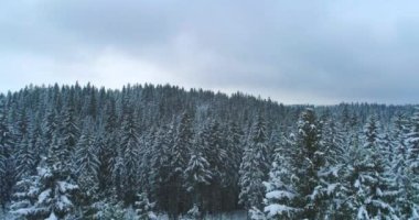 Drone 'un fotoğrafı karla kaplı ağaçlar, kış doğası güzel Avrupa