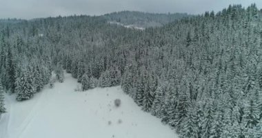 Drone 'un fotoğrafı karla kaplı ağaçlar, kış doğası güzel Avrupa