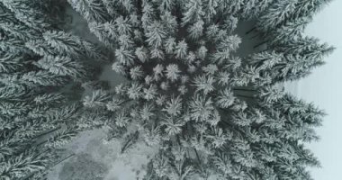 Drone 'un fotoğrafı karla kaplı ağaçlar, kış doğası güzel Avrupa