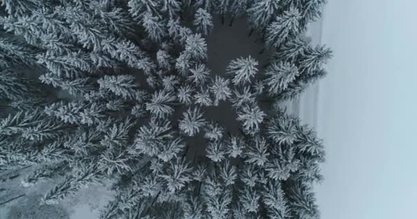 Drone photo snow covered trees, winter nature beautiful Europe a — Stock Video