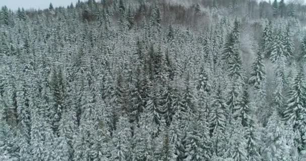 Drone foto besneeuwde bomen, winter natuur mooi Europa een — Stockvideo
