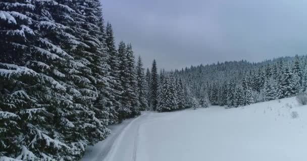 Drone φωτογραφία χιόνι καλύπτονται δέντρα, χειμώνα φύση όμορφη Ευρώπη a — Αρχείο Βίντεο