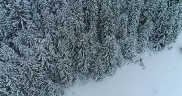 Drone photo snow covered trees, winter nature beautiful Europe a — Stock video