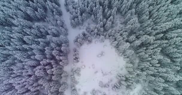 Drohne foto schneebedeckte bäume, winter natur schön europa a — Stockvideo