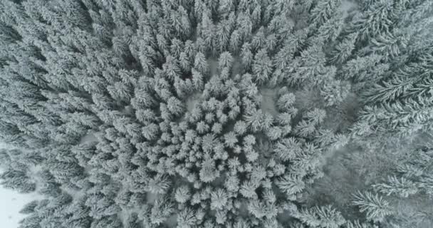 Drone fotó hó borította fák, téli természet gyönyörű Európa a — Stock videók