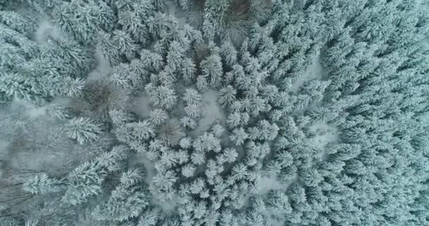 Drone photo snow covered trees, winter nature beautiful Europe a — Stock video