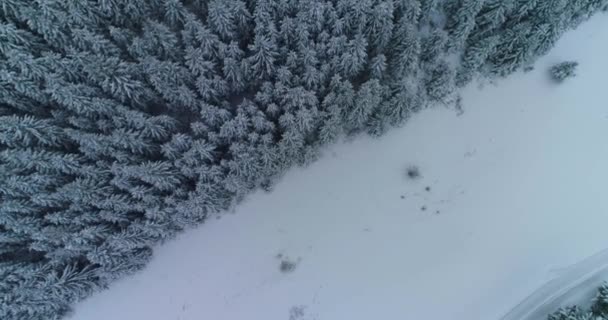 Drone photo snow covered trees, winter nature beautiful Europe a — ストック動画