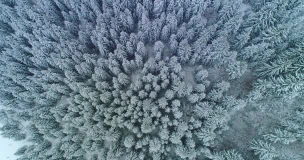 Drone photo snow covered trees, winter nature beautiful Europe a — 비디오