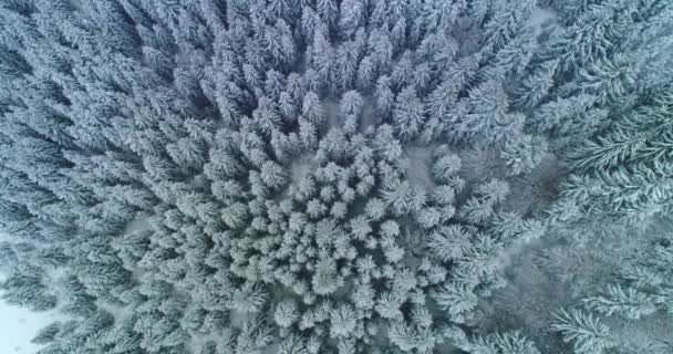 Drone φωτογραφία χιόνι καλύπτονται δέντρα, χειμώνα φύση όμορφη Ευρώπη a — Αρχείο Βίντεο