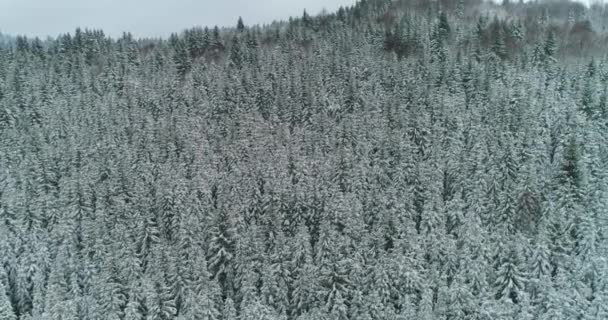 Drone foto alberi innevati, natura invernale bella Europa a — Video Stock