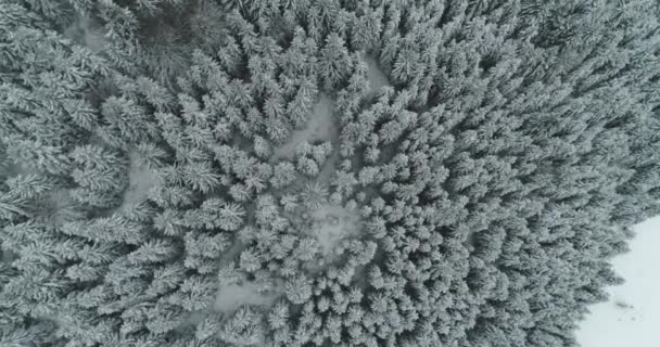 Drone zdjęcie pokryte śniegiem drzewa, zima natura piękna Europa — Wideo stockowe