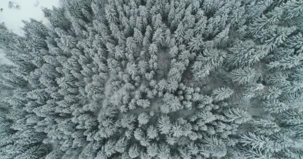 Дрон фото заснеженные деревья, зимняя природа красивая Европа — стоковое видео
