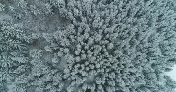 Сніг вкрив дерева, зима - прекрасна Європа. — стокове відео