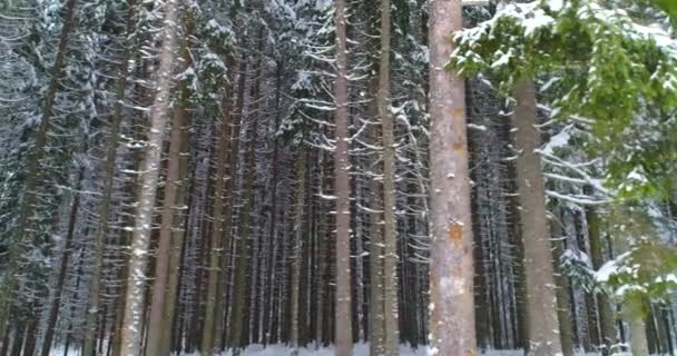 Drone photo snow covered trees, winter nature beautiful Europe a — Stock video