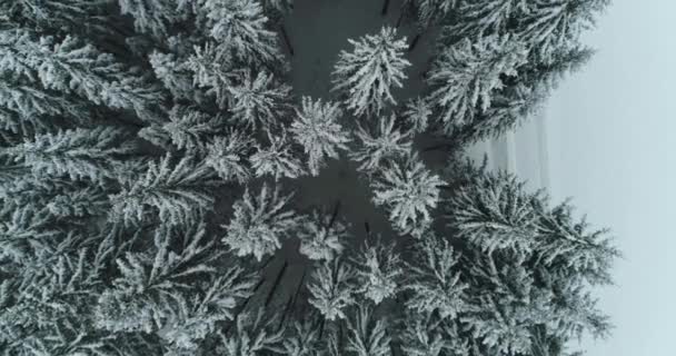 Drone foto árboles cubiertos de nieve, naturaleza de invierno hermosa Europa un — Vídeos de Stock