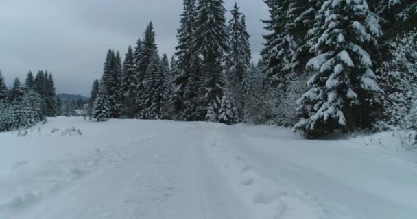 Drone zdjęcie pokryte śniegiem drzewa, zima natura piękna Europa — Wideo stockowe