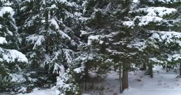 Drone φωτογραφία χιόνι καλύπτονται δέντρα, χειμώνα φύση όμορφη Ευρώπη a — Αρχείο Βίντεο
