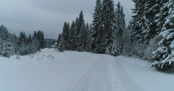 Drone 'un fotoğrafı karla kaplı ağaçlar, kış doğası güzel Avrupa — Stok video