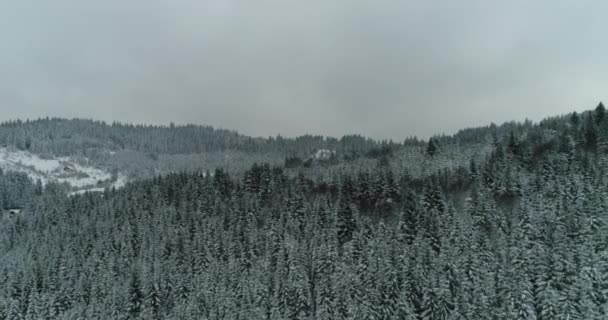 无人机照片雪覆树木，冬季自然美丽的欧洲 — 图库视频影像