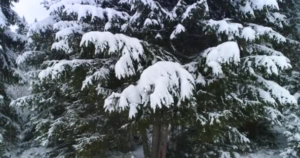 Drone photo snow covered trees, winter nature beautiful Europe a — Stock video