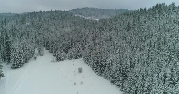 Drone foto neve coberto de árvores, inverno natureza bela Europa a — Vídeo de Stock