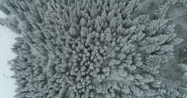 Drone photo snow covered trees, winter nature beautiful Europe a — Stock video