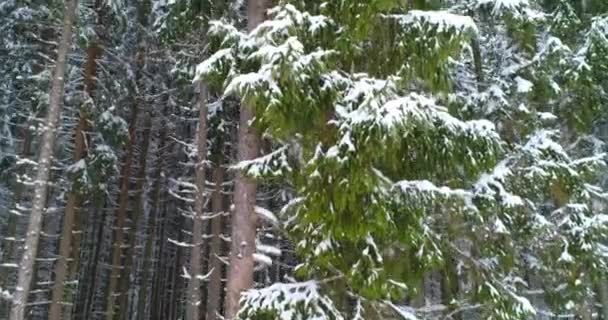 Drone foto besneeuwde bomen, winter natuur mooi Europa een — Stockvideo